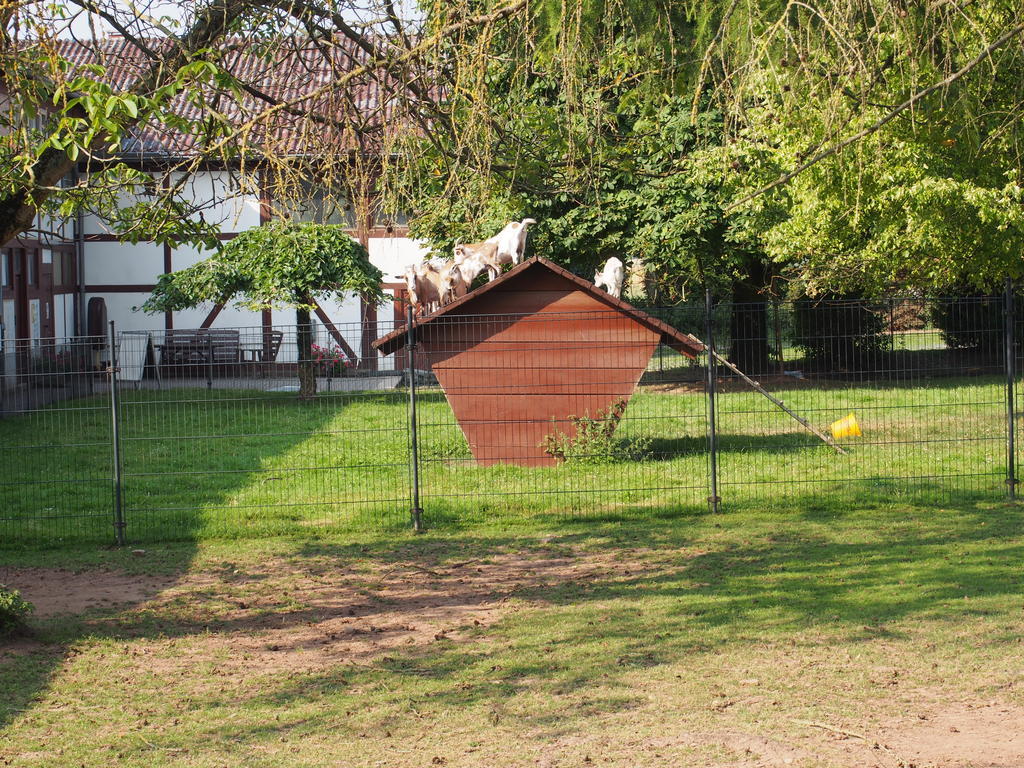 Gut Dankerode Apartamento Dankerode  Exterior foto